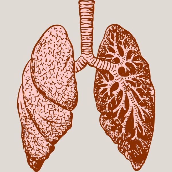 Lungs Thumbnail