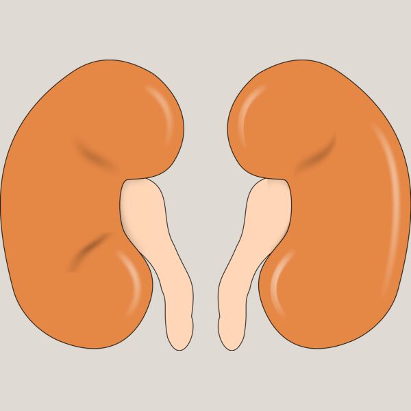 Kidneys Thumbnail