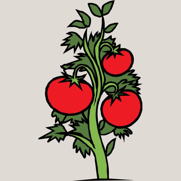 Tomato Plant Thumbnail