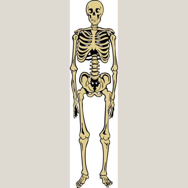 Skeletonj020 eps Thumbnail