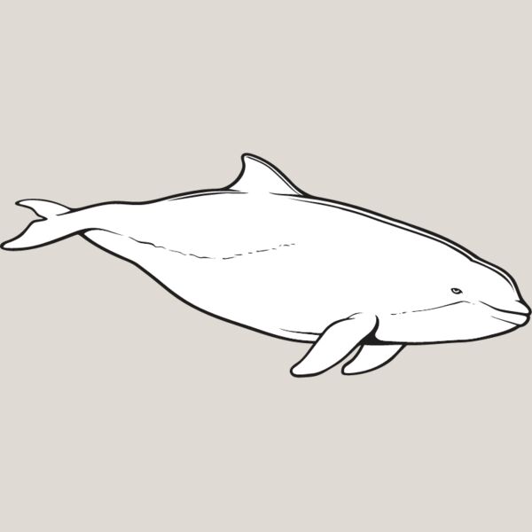 Harbor Porpoise Thumbnail