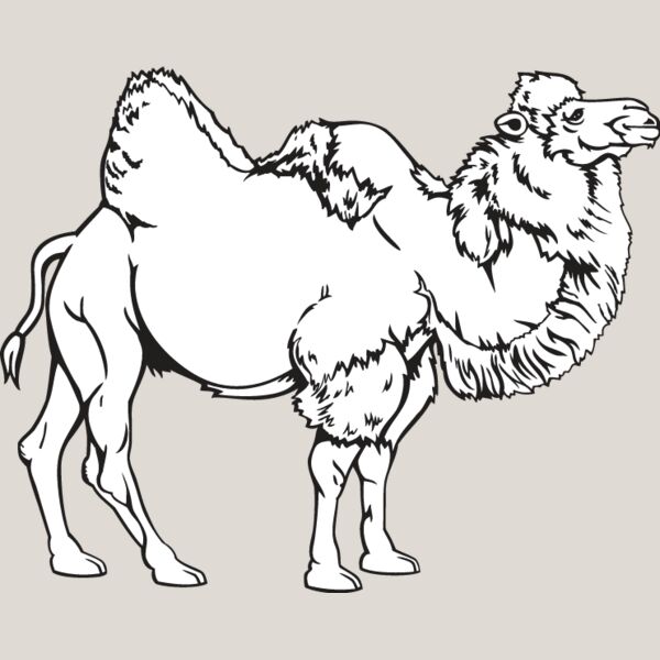 Camel1 Thumbnail