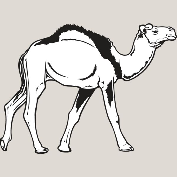 Camel2 Thumbnail