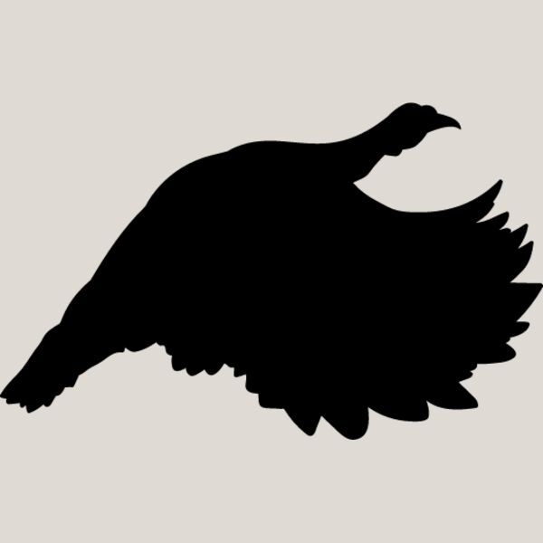 Wild Turkey7 Thumbnail