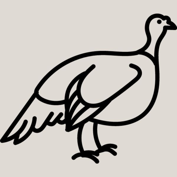 Wild Turkey Line 2 Thumbnail