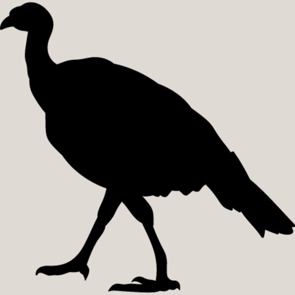 Wild Turkey8 Thumbnail