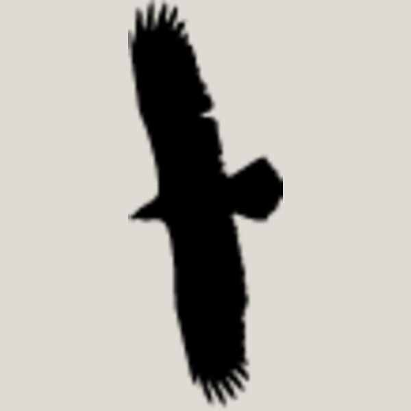 Flying Eagle Silhouette4 Thumbnail