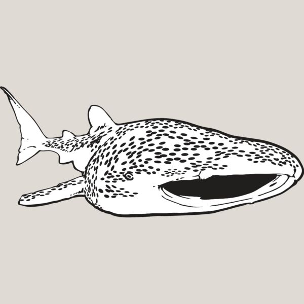 Whale Shark Thumbnail