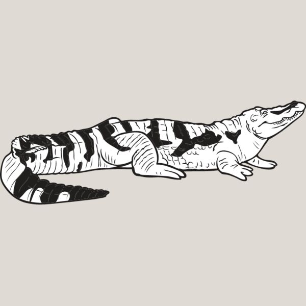 Crocodile1 Thumbnail