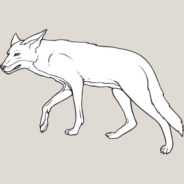 Coyote1 Thumbnail
