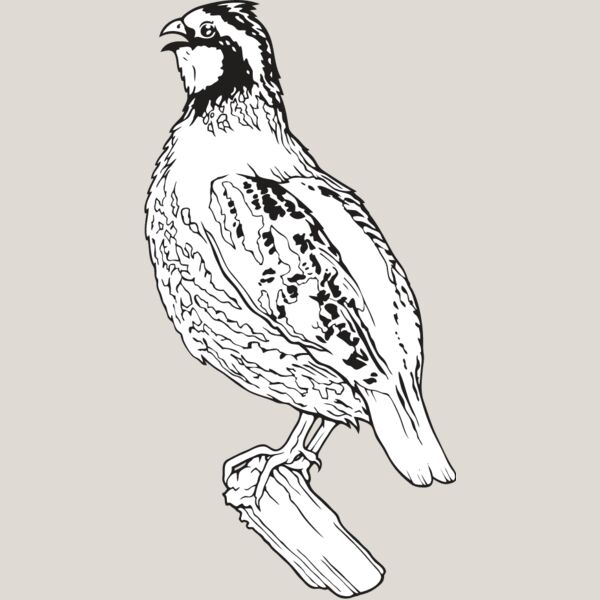 Quail1 Thumbnail