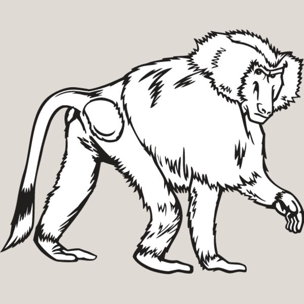 Baboon Thumbnail