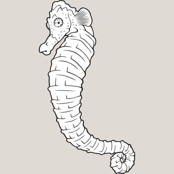 Seahorse5 Thumbnail