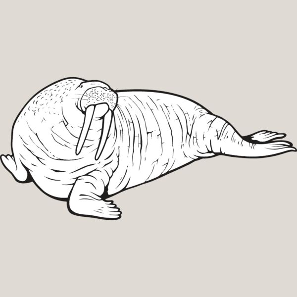 Walrus Thumbnail