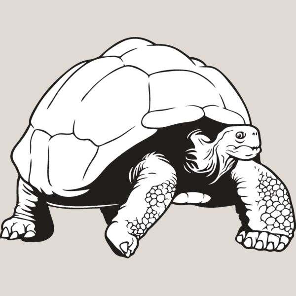 Tortoise2 Thumbnail