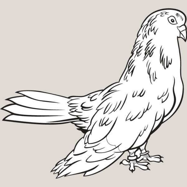 Pigeon1 Thumbnail