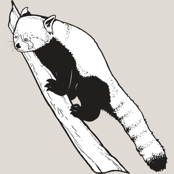 Red Panda Bear Thumbnail