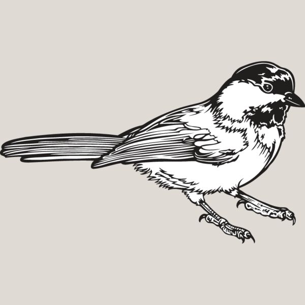 Chickadee Thumbnail