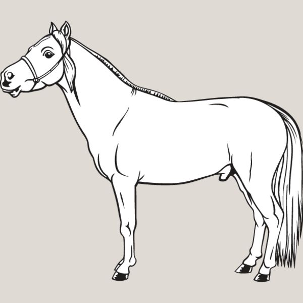 Miniature Horse1 Thumbnail