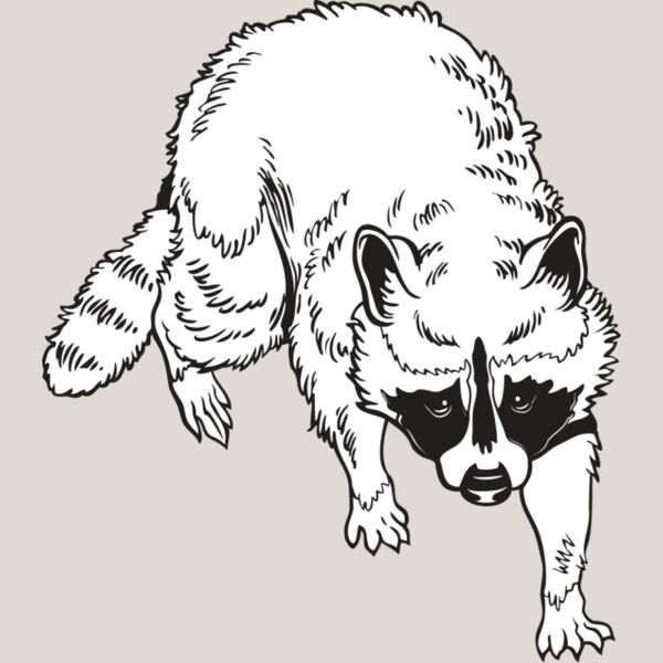 Raccoon1 Thumbnail