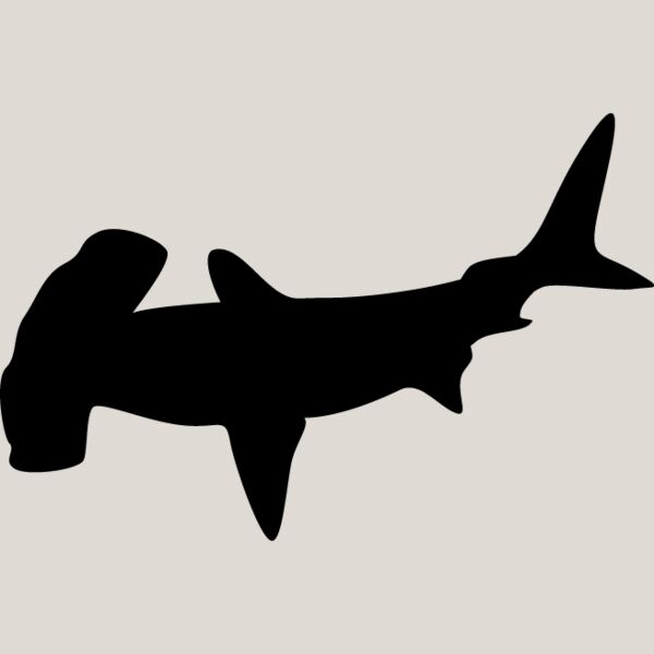 Hammerhead Shark3 Thumbnail