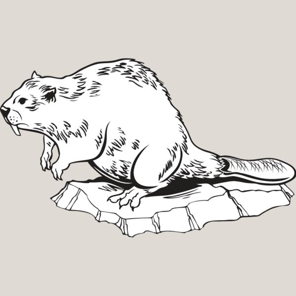 Beaver1 Thumbnail