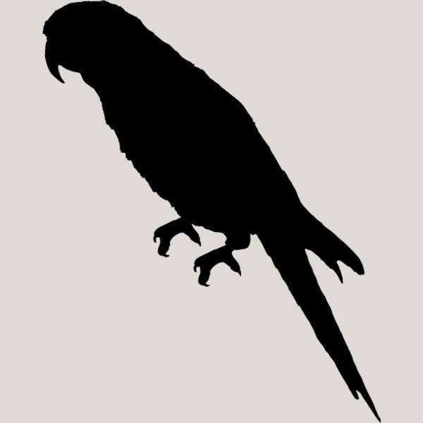 Parrot Silhouette4 Thumbnail