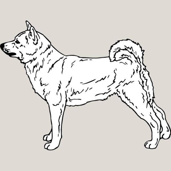 Shiba Inu1 Thumbnail