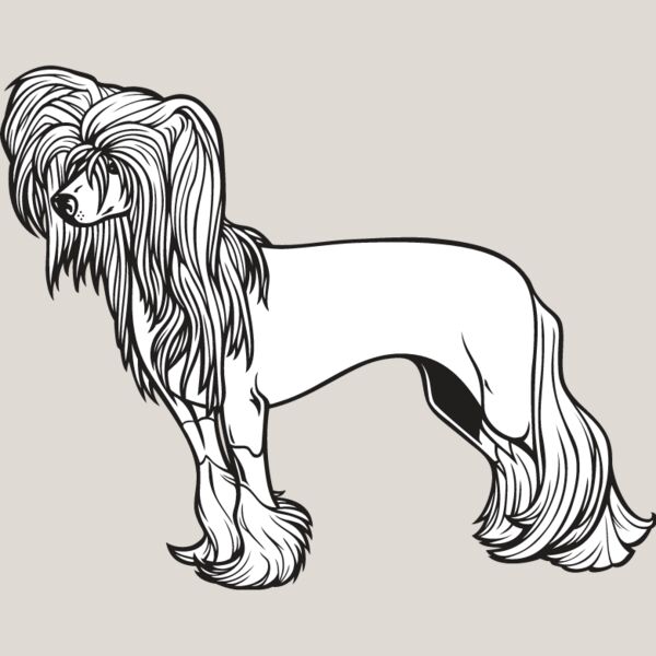 Chinese Crested1 Thumbnail