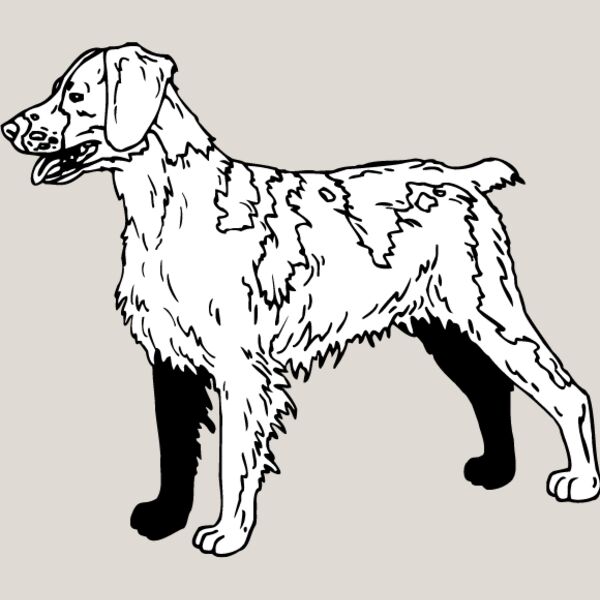 Brittany Spaniel1 Thumbnail