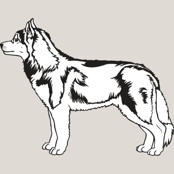 Siberian Husky2 Thumbnail