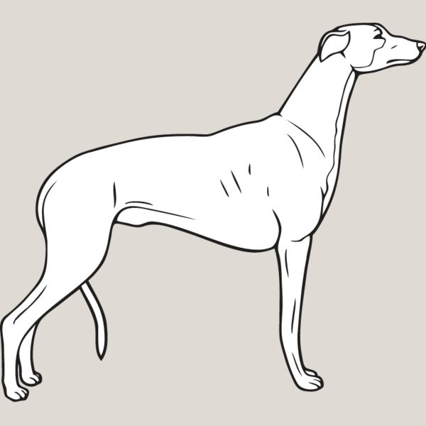 Greyhound2 Thumbnail