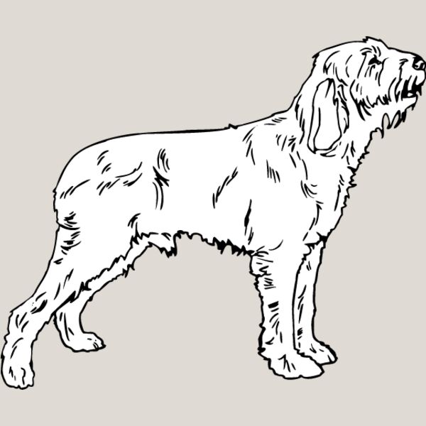 Spinone Italiano Thumbnail