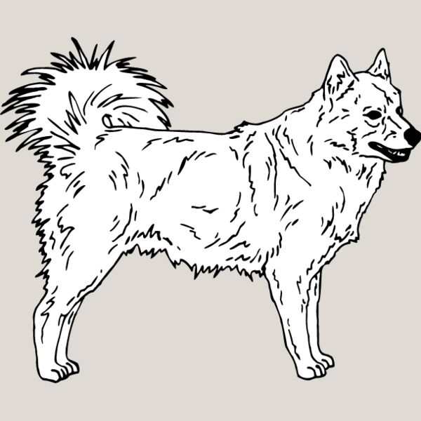 Finnish Lapphund Thumbnail