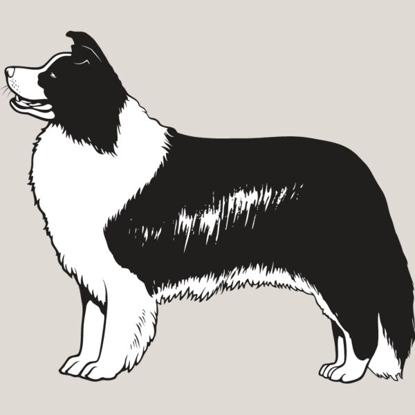 Border Collie3 Thumbnail