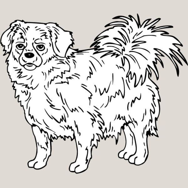 Tibetan Spaniel Thumbnail