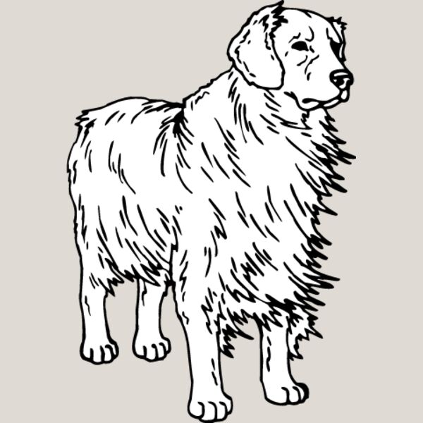 Golden Retriever1 Thumbnail