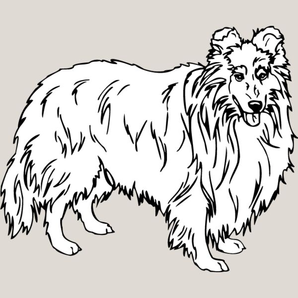 Shetland Sheepdog1 Thumbnail