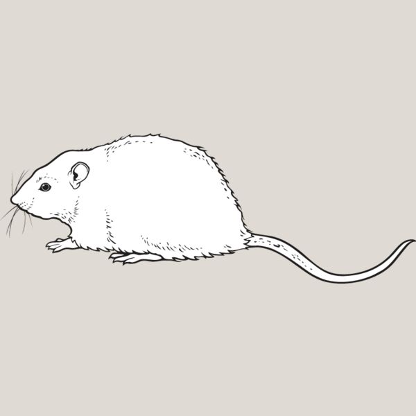 Rat Thumbnail