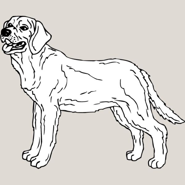 Labrador Retriever4 Thumbnail