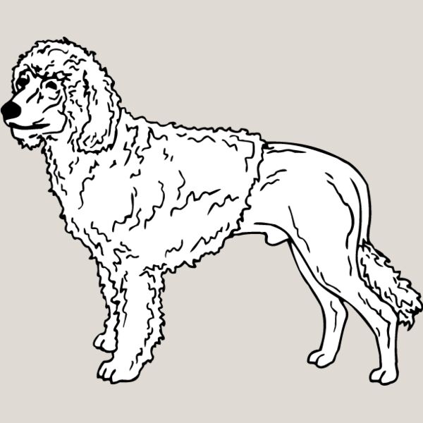 Portugese Water Dog Thumbnail
