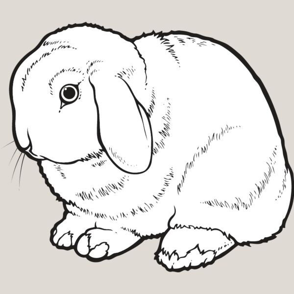 Rabbit6 Thumbnail