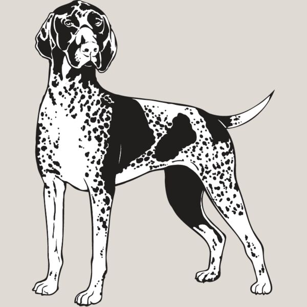 Shorthaired Pointer1 Thumbnail