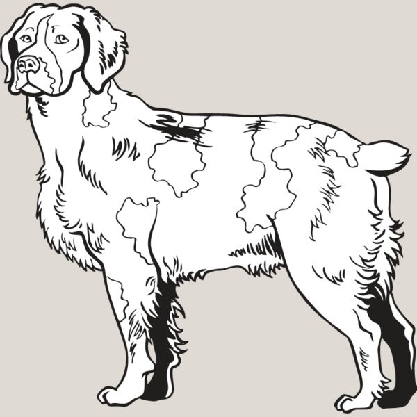 Brittany Spaniel2 Thumbnail
