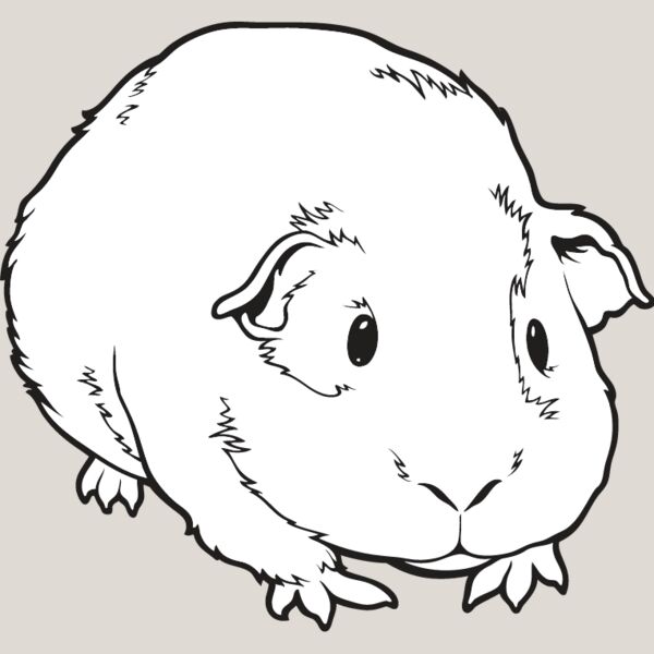 Guinea Pig Thumbnail
