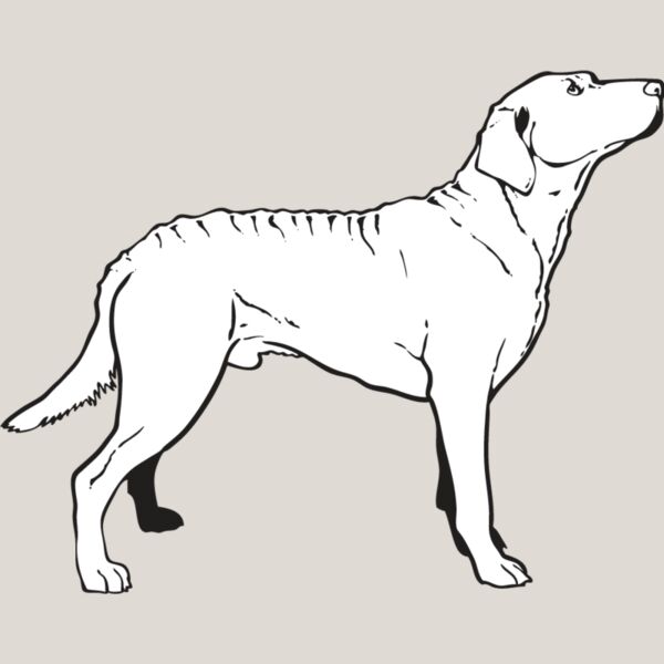 Chesapeake Bay Retriever2 Thumbnail