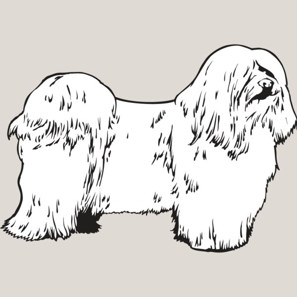 Havanese Thumbnail