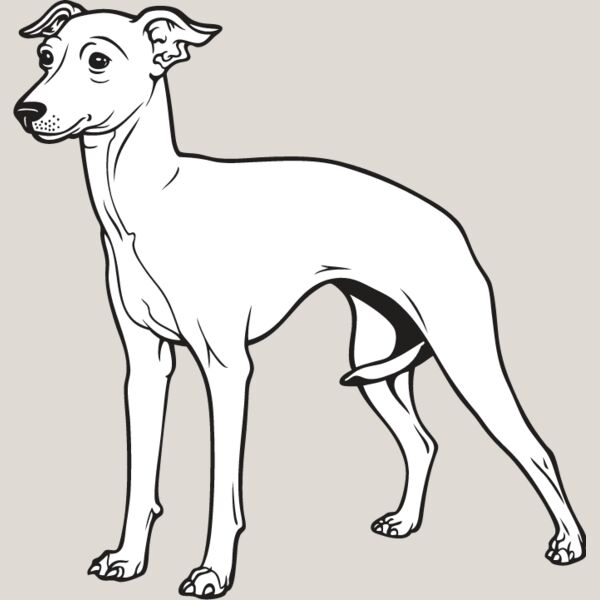 Italian Greyhound Thumbnail