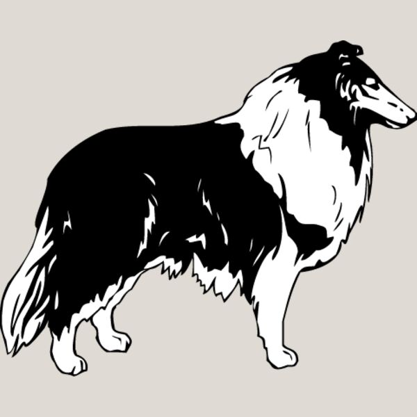 Collie1 Thumbnail