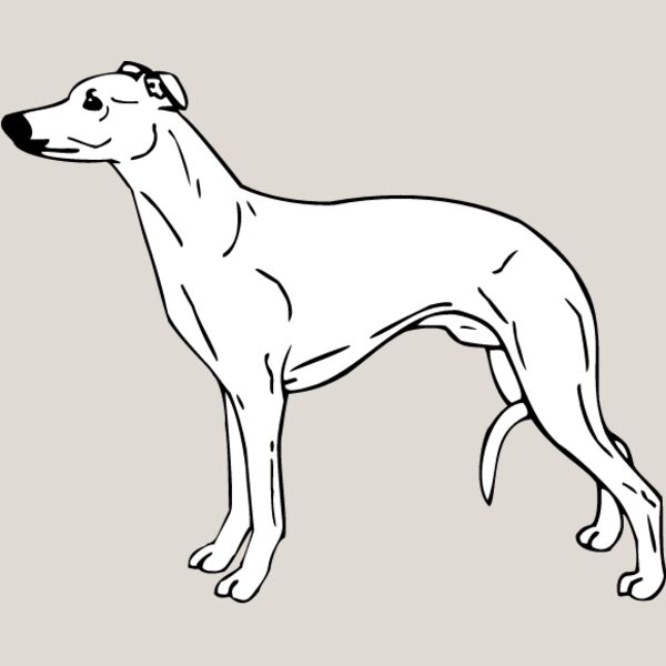 Whippet3 Thumbnail